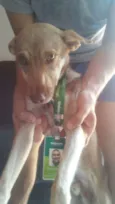 Cachorrinho