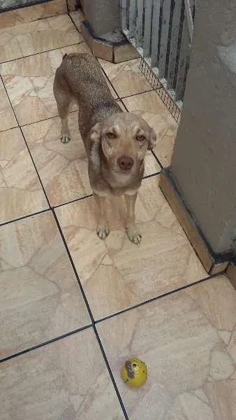 Cachorro ra a SRD idade 7 a 11 meses nome Cachorrinho