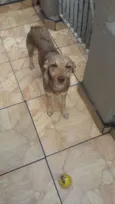 Cachorrinho