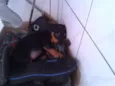 kiko