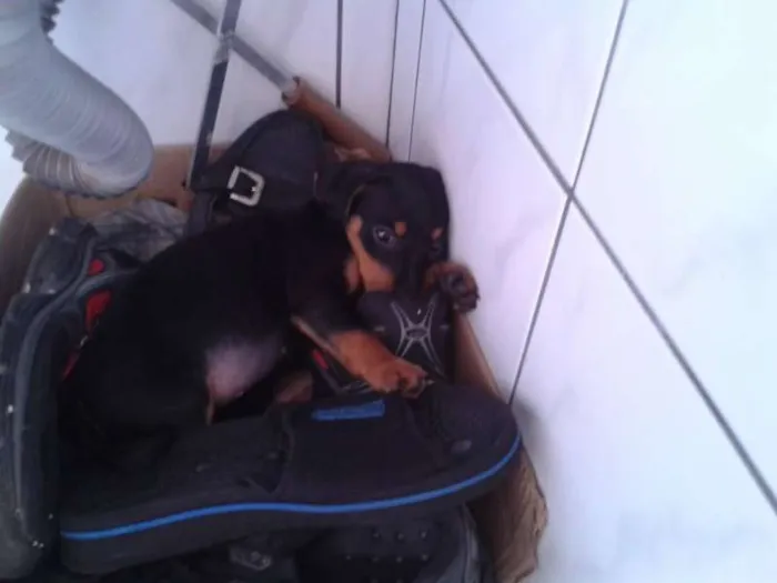 Cachorro ra a Maltês idade Abaixo de 2 meses nome kiko