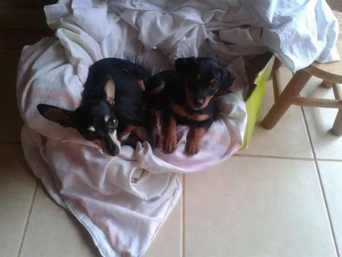 Cachorro ra a Maltês idade Abaixo de 2 meses nome kiko