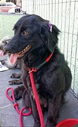 Cachorro raça  idade 1 ano nome Betina