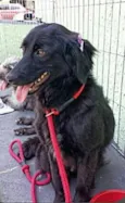 Betina