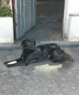Betina