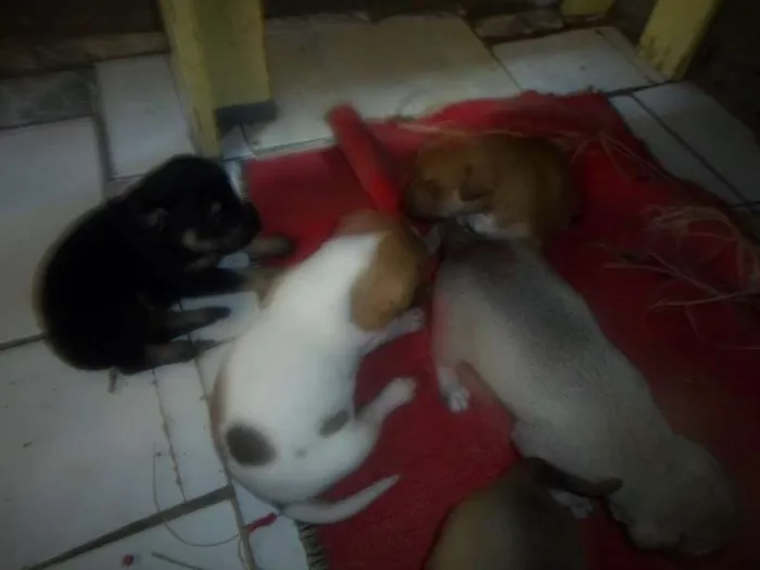 Cachorro ra a  idade  nome filhotes lindos