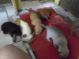 filhotes lindos