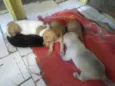 filhotes lindos