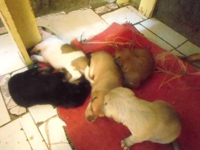 Cachorro ra a  idade  nome filhotes lindos