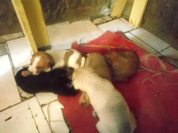 Cachorro ra a  idade  nome filhotes lindos
