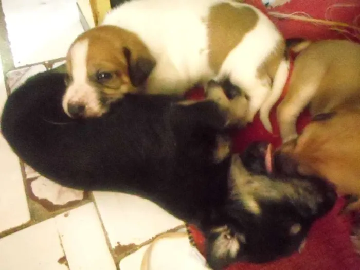 Cachorro ra a  idade  nome filhotes lindos
