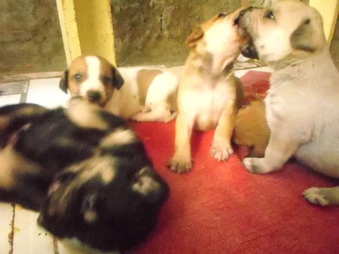 Cachorro ra a  idade  nome filhotes lindos
