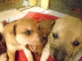 filhotes lindos