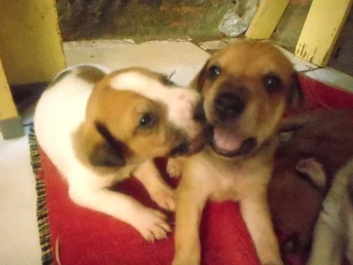 Cachorro ra a  idade  nome filhotes lindos