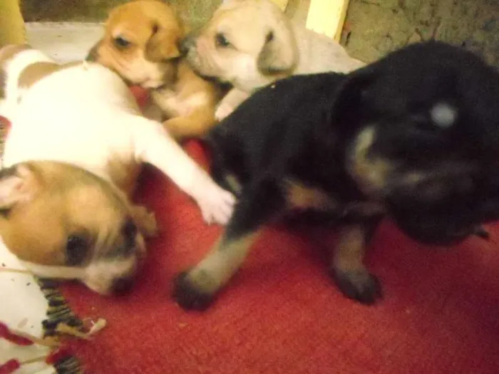 Cachorro ra a  idade  nome filhotes lindos