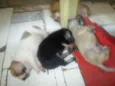 filhotes lindos