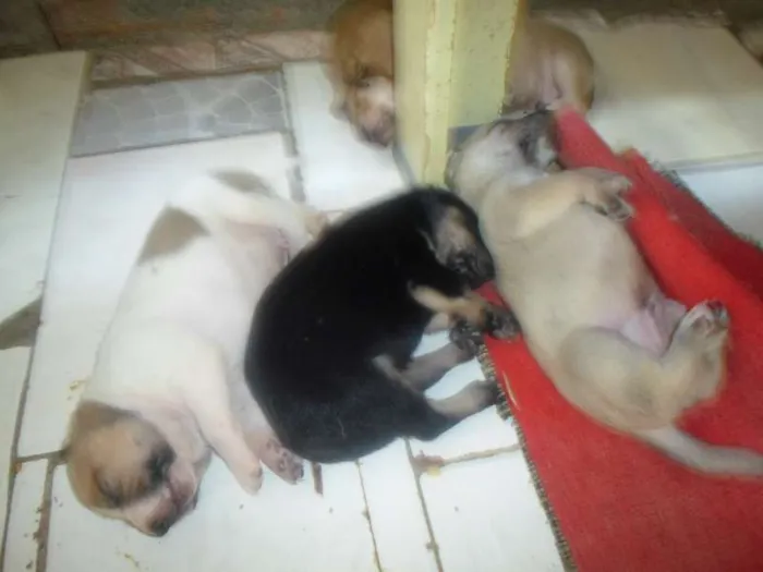 Cachorro ra a  idade  nome filhotes lindos