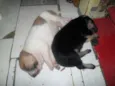 filhotes lindos