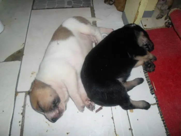 Cachorro ra a  idade  nome filhotes lindos