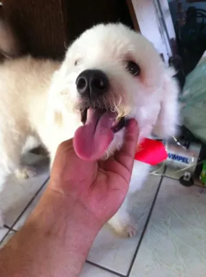 Cachorro raça Poodle  idade 2 anos nome Bob