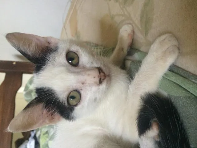 Gato ra a Srd idade 2 a 6 meses nome Lindo gatinho