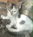 Esperando um dono