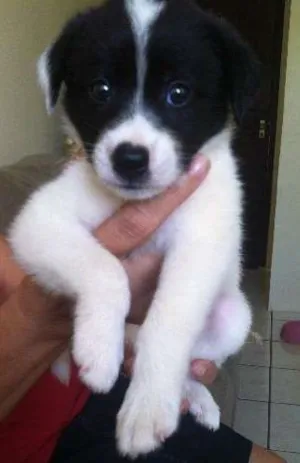 Cachorro raça Misturado idade Abaixo de 2 meses nome Floquinho