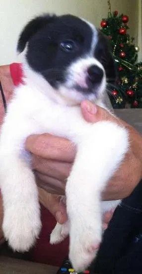 Cachorro raça Misturado idade Abaixo de 2 meses nome Floquinho