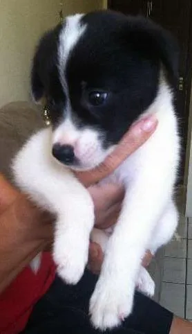 Cachorro raça Misturado idade Abaixo de 2 meses nome Floquinho