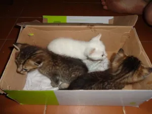 Gato raça  idade Abaixo de 2 meses nome Branquinha, Chorão 