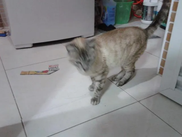 Gato ra a sem raça definida idade 4 anos nome Gatinha
