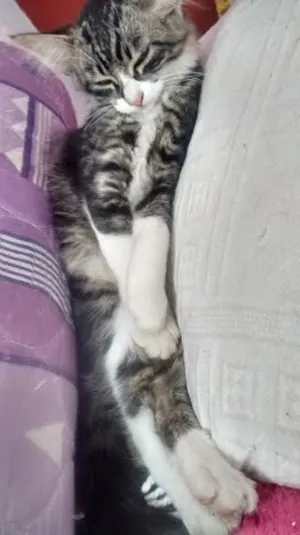 Gato raça SRD idade 2 a 6 meses nome Linda 