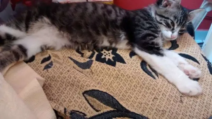 Gato ra a SRD idade 2 a 6 meses nome Linda 