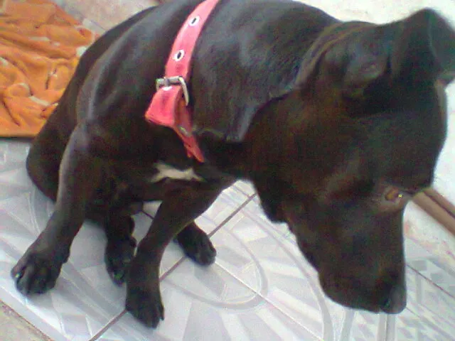 Cachorro raça Indefinida idade 3 anos nome Spaike