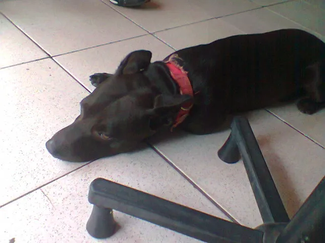 Cachorro raça Indefinida idade 3 anos nome Spaike