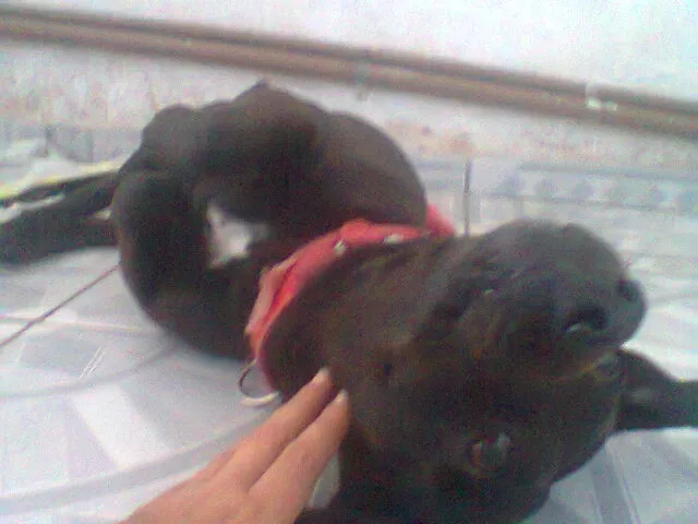 Cachorro raça Indefinida idade 3 anos nome Spaike