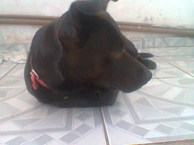 Cachorro raça Indefinida idade 3 anos nome Spaike