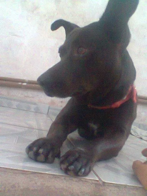 Cachorro raça Indefinida idade 3 anos nome Spaike