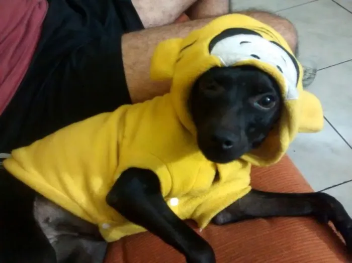 Cachorro ra a SRD idade 1 ano nome Pretinha Monalisa