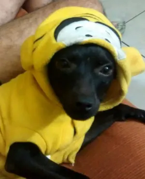 Cachorro raça SRD idade 1 ano nome Pretinha Monalisa