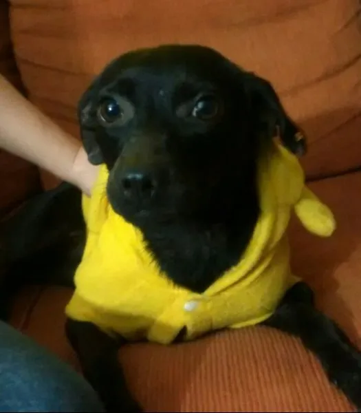 Cachorro ra a SRD idade 1 ano nome Pretinha Monalisa
