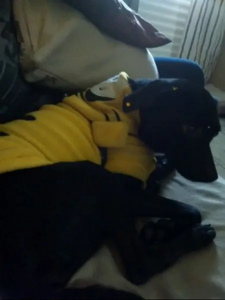 Cachorro ra a SRD idade 1 ano nome Pretinha Monalisa