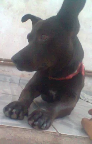 Cachorro raça Indefinida idade 3 anos nome Spaike