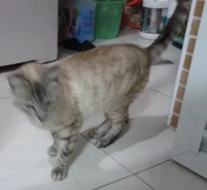 Gato raça sem raça definida idade 4 anos nome Gatinha