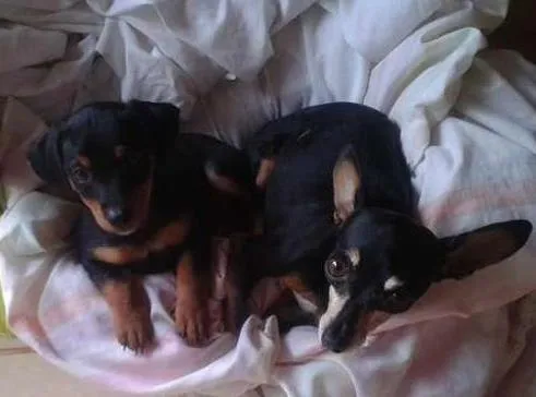 Cachorro ra a Maltês idade Abaixo de 2 meses nome kiko