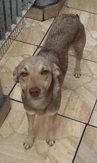 Cachorro ra a SRD idade 7 a 11 meses nome Cachorrinho