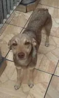 Cachorrinho