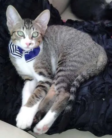 Gato ra a SRD idade 2 a 6 meses nome  Enrico