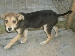 Cachorro raça NÁO DEFINIDA idade 2 a 6 meses nome RUFUS