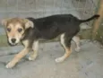 RUFUS